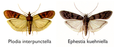 plodia-ephestia